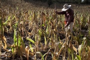 La escasez de lluvias comienza a provocar pérdidas en las siembras de maíz en la región de Tierra Caliente.