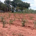 Pérdida de siembras de maíz en Tierra Caliente