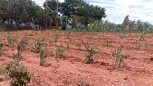 Pérdida de siembras de maíz en Tierra Caliente preocupan a productores